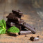 Les 6 façons dont le chocolat noir peut vous aider à perdre du poids