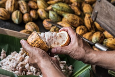 Homme qui travaille une fève de cacao au Cameroun