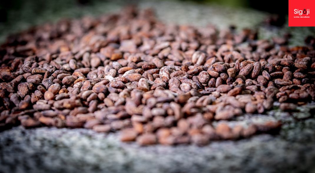 Le chocolat éthique et responsable de Sigoji